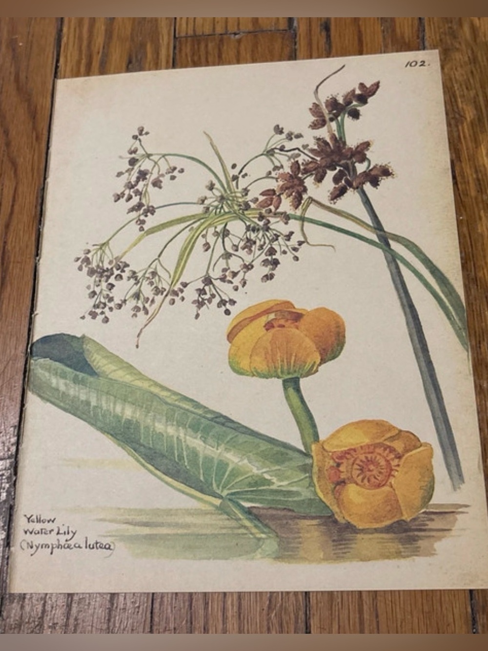 1977 Vintage Botanical Water Lily Art Print - Yellow Green 9”x7”